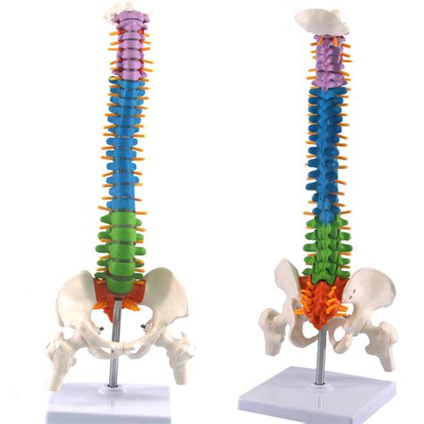 Colonne vertébrale humaine avec modèle d anatomie pelvienne science