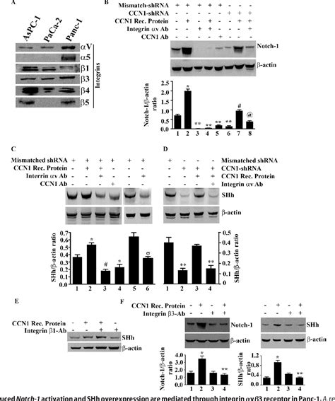 Figure 6 From The Matricellular Protein CCN1 Cyr61 Is A Critical