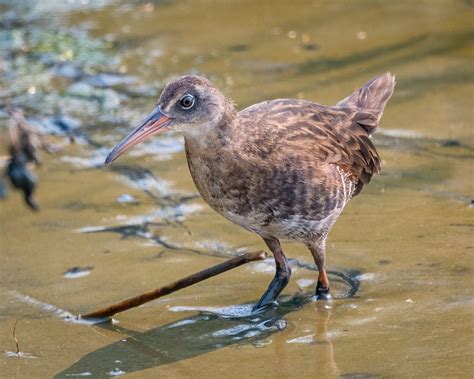 Virginia Rail | Audubon Field Guide