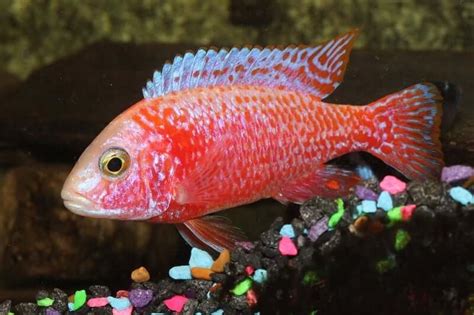 The 27 Most Colorful Freshwater Fish For Your Aquarium