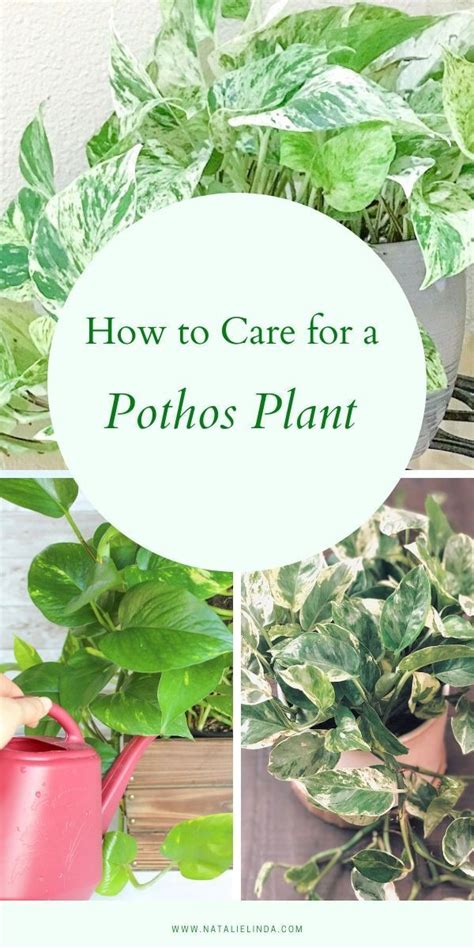 How To Care For A Pothos Plant The Perfect Houseplant For Beginners Pothos Plant Plant Care