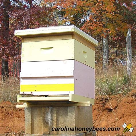 Garden Beehive Plans Fasci Garden