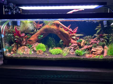 Update: everything is growing in nicely : r/PlantedTank