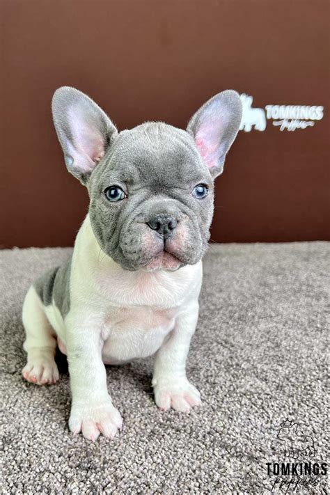 Blue Pied French Bulldog, Grey and White French Bulldog for Sale ...