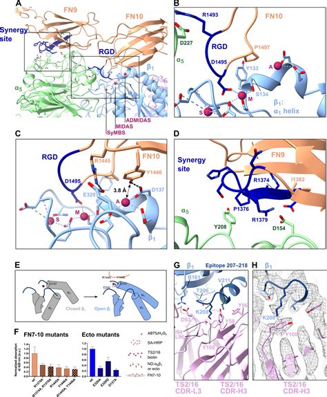 Structural Insights Into Integrin Opening By Fibronectin Ligand