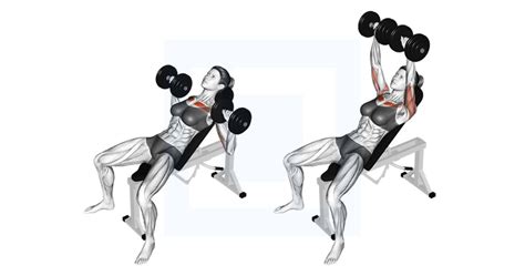 Hyght Dumbbell Fly Guide Benefits And Form