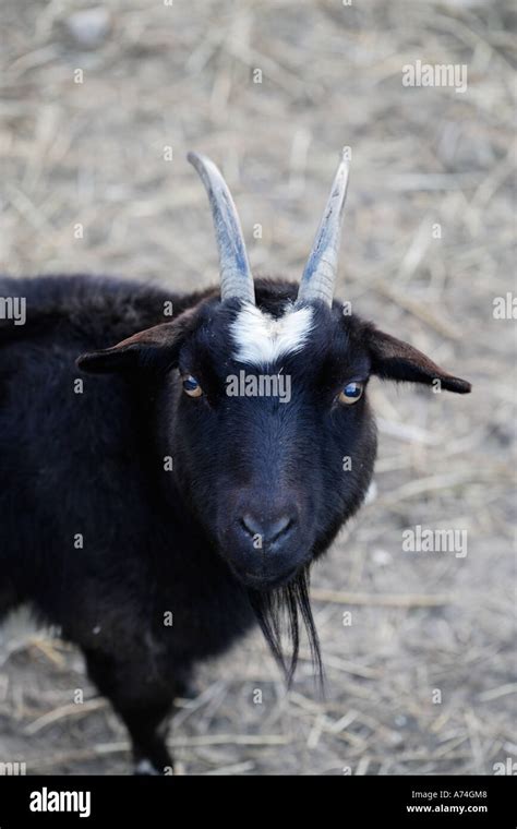 Black Goat Hi Res Stock Photography And Images Alamy