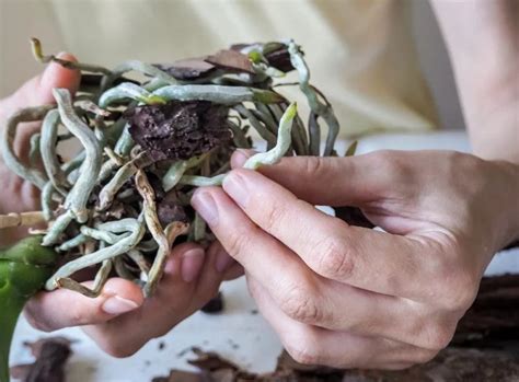 Как добиться буйного цветения орхидеи: 9 основных правил