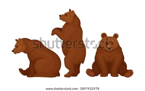 Wild Brown Bear Forest Habitant Vector Stock Vector Royalty Free