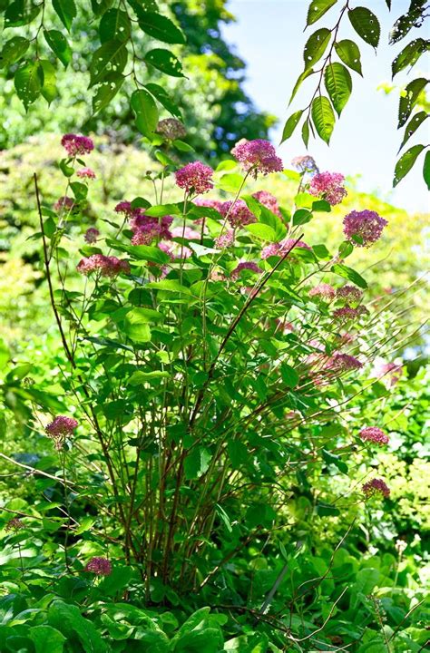 Schneeball Hortensie Pink Annabelle Hydrangea Arborescens Pink