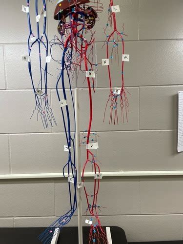 Big Blood Vessel Model Lower Diagram Quizlet