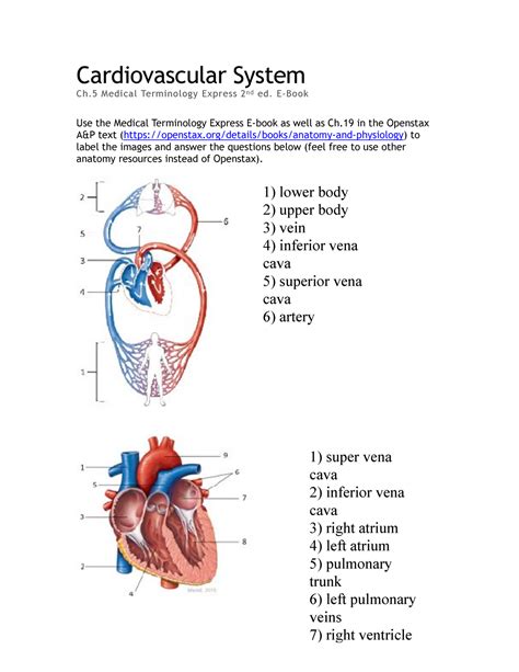 The Cardiovascular System Worksheet Pro Worksheet