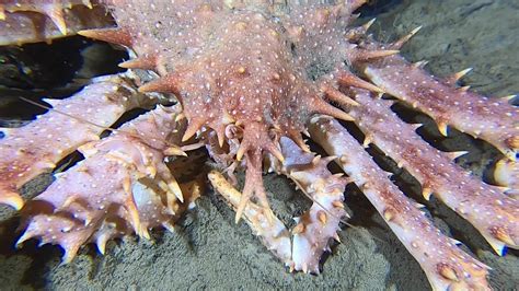 Scuba Diving With Norway King Crabs Gullmar Fjord Sweden Dykning