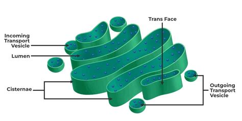 Golgi Apparatus Diagram Structure And Its Functions Geeksforgeeks