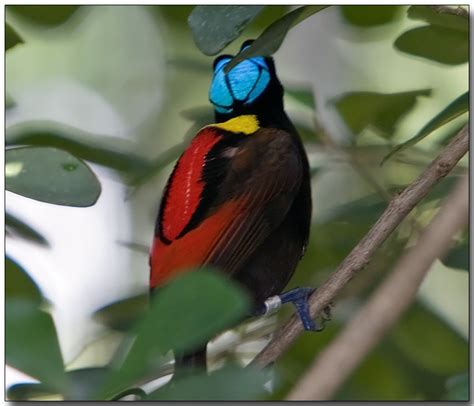 Bird Directory: Wilson's Bird-of-paradise