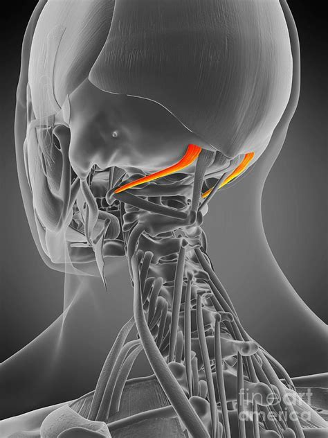 Obliquus Superior Capitis Muscle Photograph By Sebastian Kaulitzki