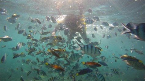 Wisata Belitung Nikmati Keindahan Bawah Laut Pulau Kelayang Snorkeling