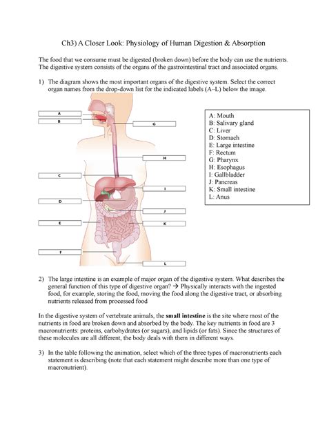 Ch3 A Closer Look The Digestive System Consists Of The Organs Of The