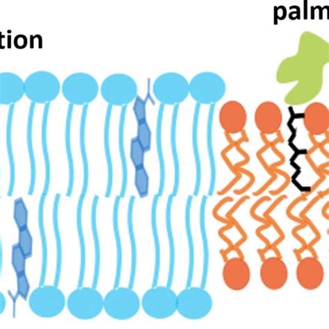 Schematic of membrane protein sorting into... | Download Scientific Diagram 