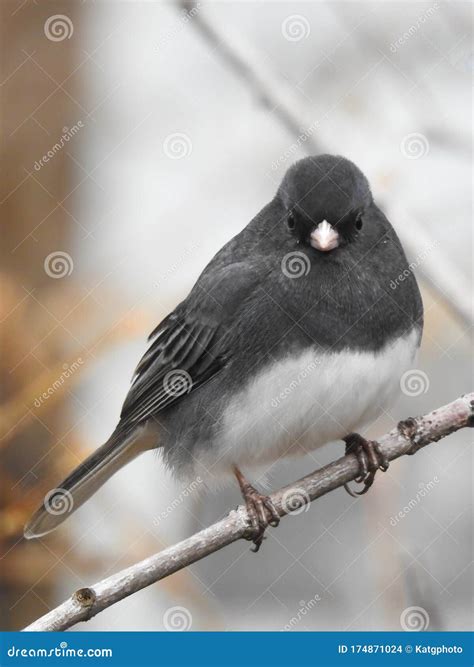 Dark Eyed Junco Winter Bird Stock Photo - Image of closeup, nature: 174871024