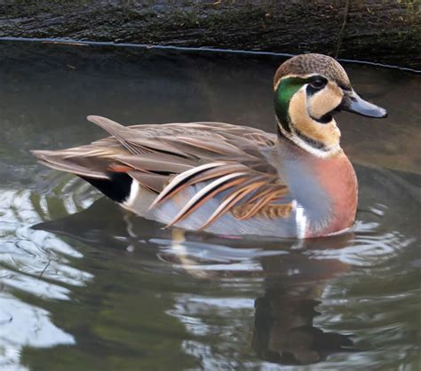 Wetlands Baikal Teal