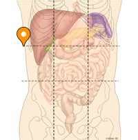 Subcostal plane - e-Anatomy - IMAIOS