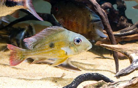 geophagus tapajos red head tapajos ultimate care guide