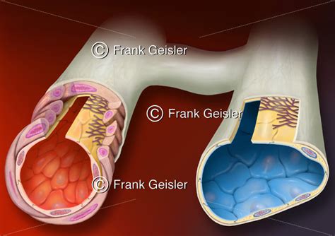 Histologie Blutgefäße Arterie Arteriole und Vene Venole mit Kapillare