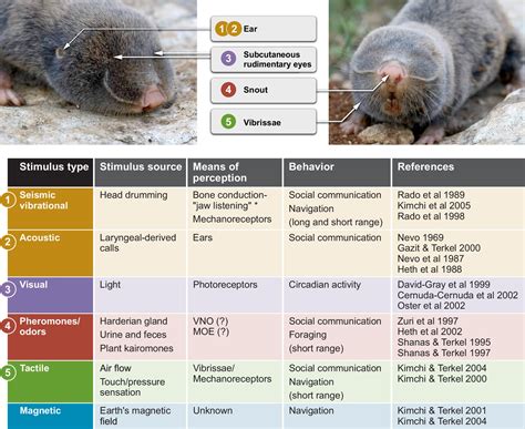 Figure From The Eye Of The Blind Mole Rat Spalax Rudiment Off