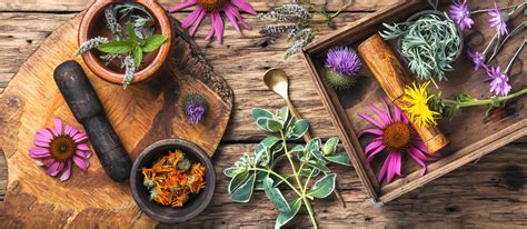The Best 13 Adaptogenic Herbs for Hormone Balance - Healthy Huemans