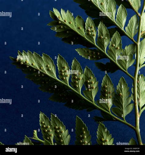 fern, fern spores, ferns Stock Photo - Alamy