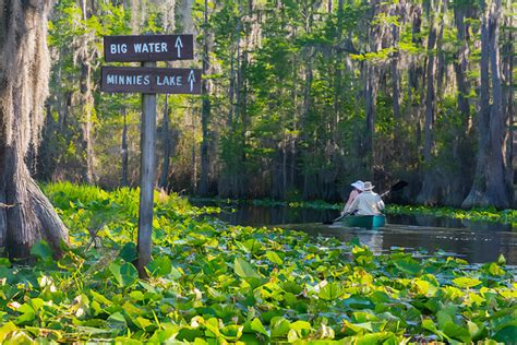 Canoeing Through Okefenokee Swamps Mystical Waters 🏕️🚣‍♀️