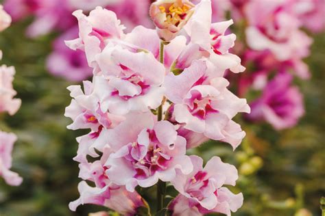 Львиный зев (Антирринум) Twinny Orchid. НОВИНКА! - 10 шт.