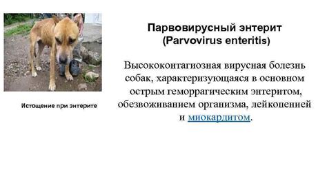 Энтерит у собак: симптомы и лечение в домашних условиях