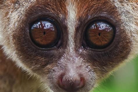 Premium Photo | Slow loris with beautiful eyes