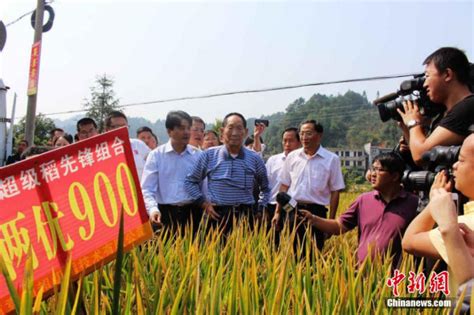 Chinese Hybrid Rice Yield Hits New Record Headlines Features Photo