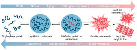 Biomolecules Free Full Text Prion Like Proteins In Phase Separation