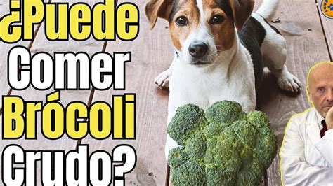 Los Perros Pueden Comer Brócoli Cocido