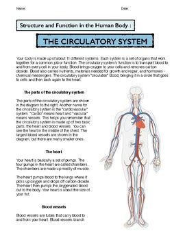 Circulatory System Diagram And Functions