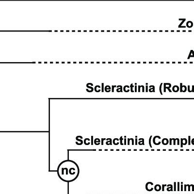 Phylogenetic Relationships Within The Cnidarian Class Anthozoa