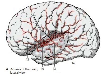 Internal Carotid Artery Cerebrovascular Systems