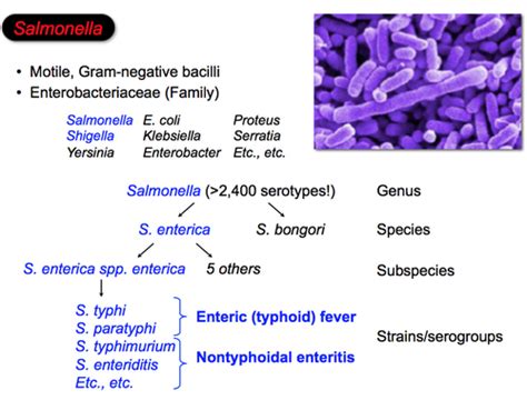 B6W3L7 Bacterial Enteric Pathogens II Salmonella Shigella Listeria