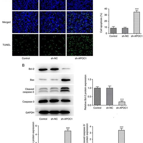 Apoc Silencing Promotes Apoptosis Of Osteosarcoma Cells A Cell