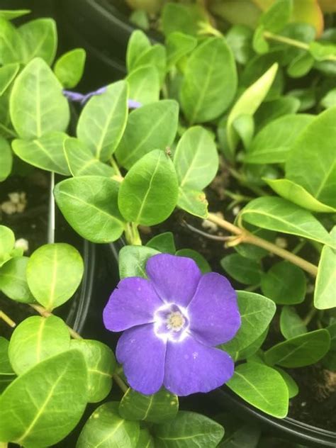 Amazon Periwinkle Vinca Minor Bare Root Plant Live Creeping