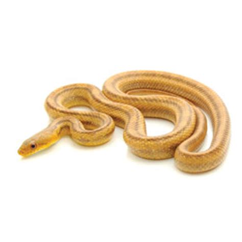 RAT SNAKES Yellow Rat Snake from ReptMart.com