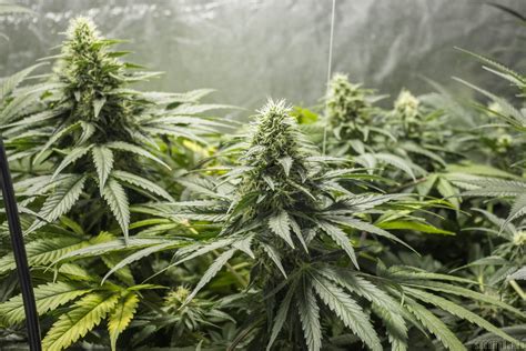 Strain-Galerie: The Doctor (Green House Seeds) PIC #14021543807832906 ...