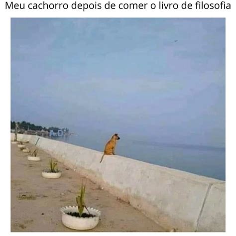 Meu Cachorro Depois De Comer O Livro De Filosofia Memes