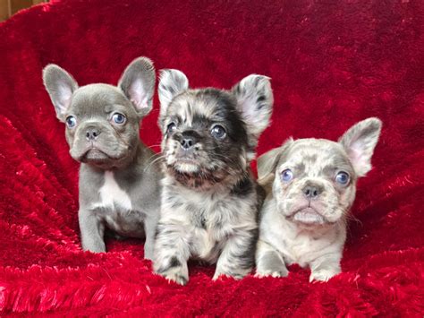 spfld mo craigslist 4