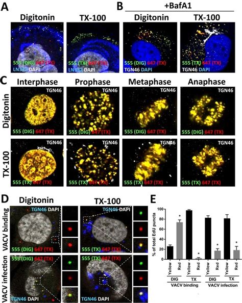 TGN46 Antibody (PA5-23068)