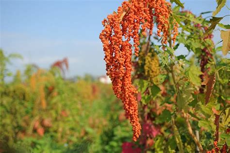 直接跟農夫買 幸福契作台灣紅藜